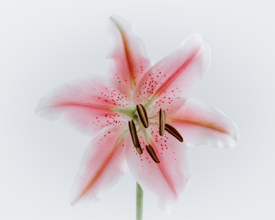 Mengetahui Kepribadian Seseorang Berdasarkan Jenis Bunga Lily