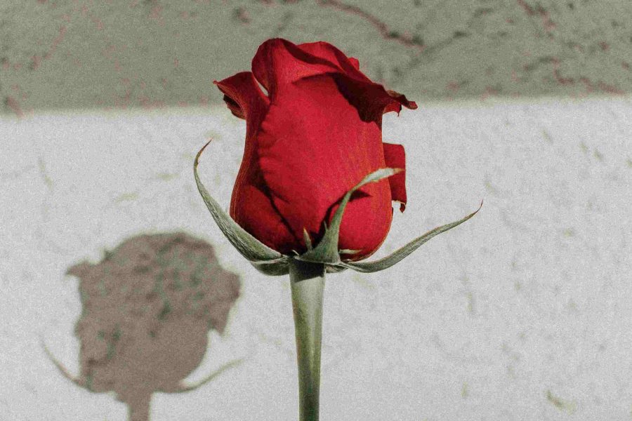 Mengetahui Kepribadian Seseorang Berdasarkan Jenis Bunga Mawar